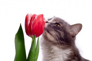Cat Smells Flower